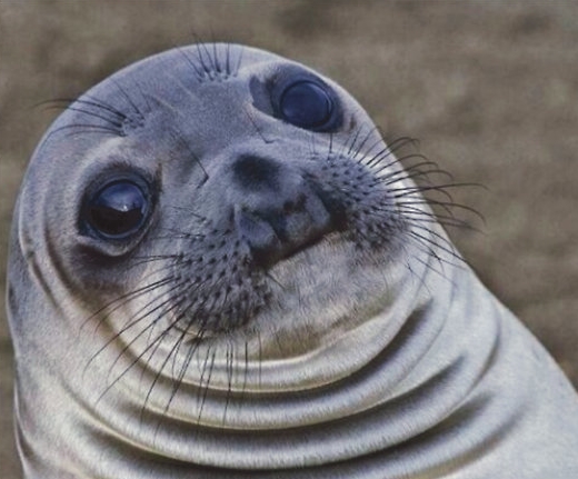 AwkwardSeal_2